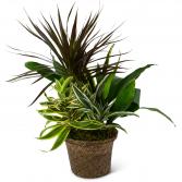 Mixed Plant Basket 