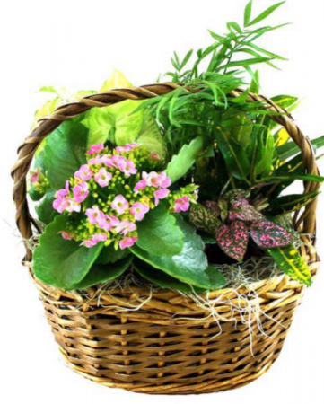 Mixed plant basket  Dish garden 