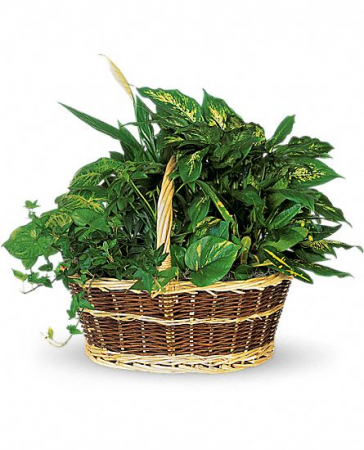 Mixed Plant Basket Plant Baskets in Colorado Springs, CO | Enchanted Florist II