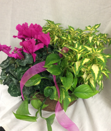 Mixed Plant Basket Plants
