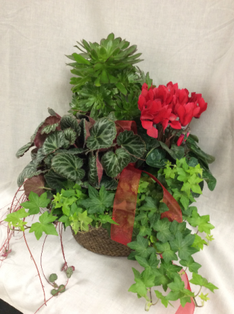 Mixed Plant Basket with Ivy Plants