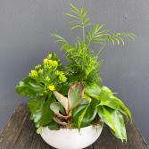 Dish Garden 
