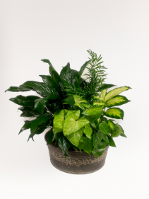 Mixed Green Plants in Metal Container Large Planter