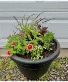 Mixed Planter Outdoor plants