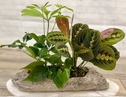 Mixed Plants in Log Container 