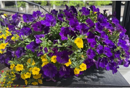 Mixed Purple Hanging Basket
