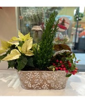 Mixed seasonal planter Plant