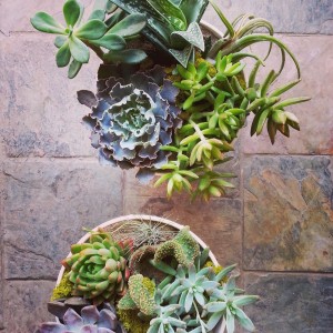 Doja Succulent & Cacti Planter in Toronto, ON | BOTANY FLORAL STUDIO Doja Succulent & Cacti Planter in Toronto, ON | BOTANY FLORAL STUDIO