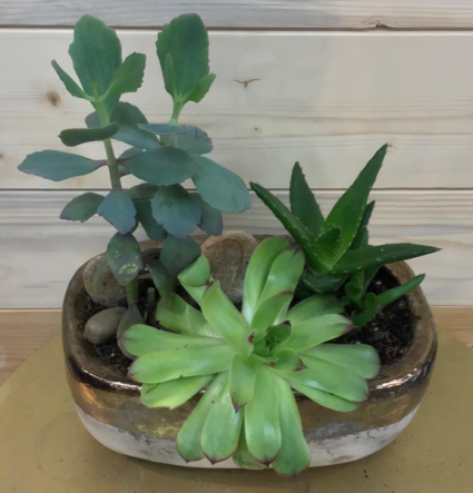 Mixed Succulent Planter