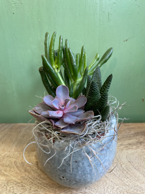 Mixed Succulent planter
