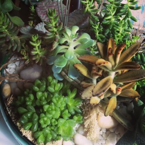 Newport Succulent Planter in Toronto, ON | BOTANY FLORAL STUDIO Newport Succulent Planter in Toronto, ON | BOTANY FLORAL STUDIO