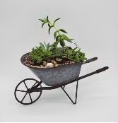 Mixed Succulents in Wheelbarrow Planter  Mother's Day Special