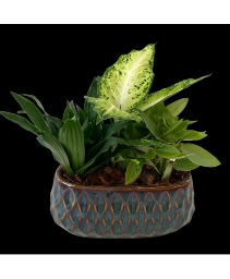 Mixed Tropical planter Planter