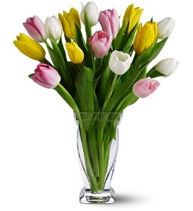 WF 328 Mixed Tulips