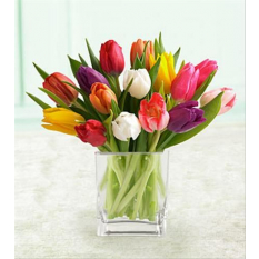 Mixed Tulips Fresh Flowers