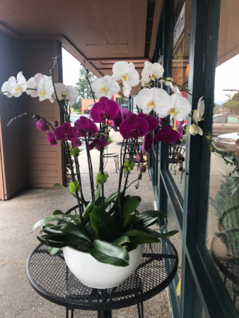 Mixed white and purple large orchid with white pot