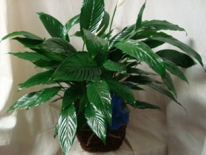  Peace Lilly ( 6" pot) in a  basket , ceramic or  tin container to go home to someone after services. 