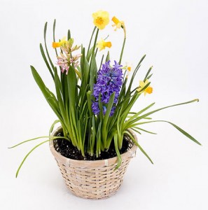 MN Bulb Garden Plants