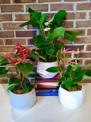Anthurium Plant in Melbourne, FL | VIOLETS IN BLOOM Anthurium Plant in Melbourne, FL | VIOLETS IN BLOOM