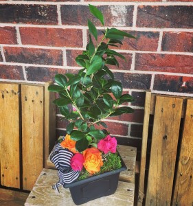 Modern Bonsai
