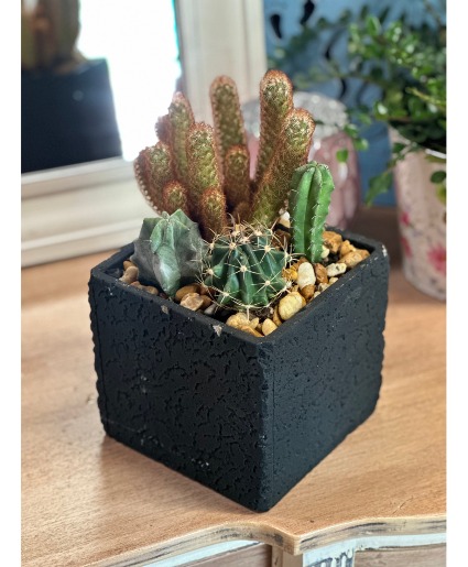 Modern Cactus Garden 