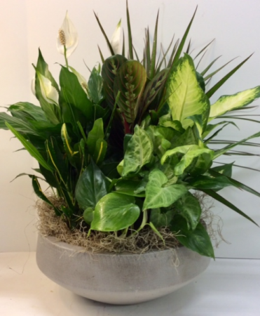 Modern Cement Planter