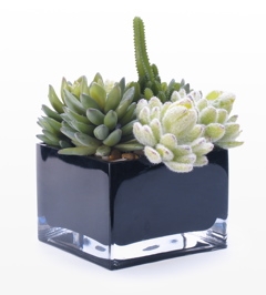 Modern Cube Succulent Plant succulent