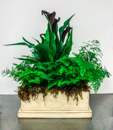 Modern Euro Garden in Artisan Box