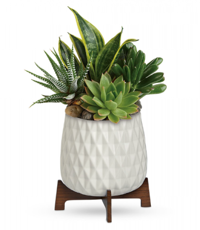 Modern Mood Succulent