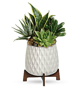 Modern Mood Succulent Garden in Sedalia, MO | State Fair Floral Modern Mood Succulent Garden in Sedalia, MO | State Fair Floral