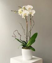 Modern Orchid 
