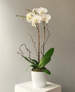 Modern Orchid 