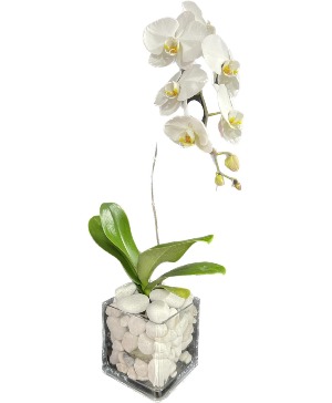 Modern Orchid Plant