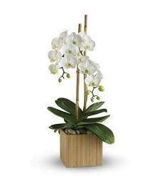 Designer Choice Modern Orchid Plant Phalaenopsis  Orchid in Ceramic Container in Margate, FL | THE FLOWER SHOP OF MARGATE