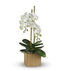 Designer Choice Modern Orchid Plant Phalaenopsis  Orchid in Ceramic Container