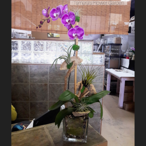 Modern Orchid Plant With An Organic Twist 