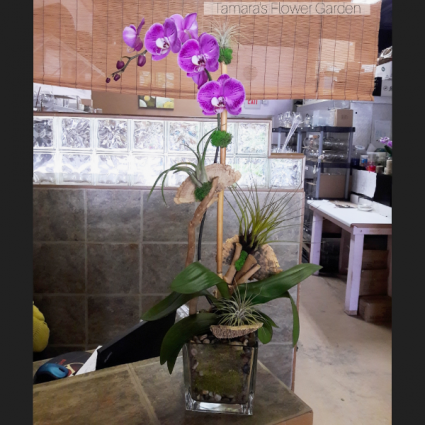 Modern Orchid Plant With An Organic Twist 