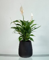 Modern Peace Lily House Plant