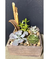 Modern Succulent Garden 