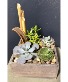 Modern Succulent Garden 