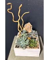 Modern Succulent Garden 
