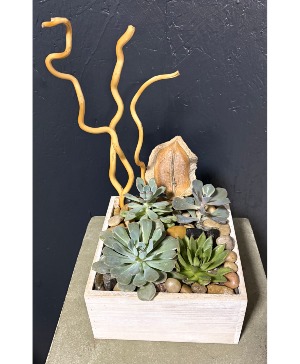 Modern Succulent Garden 
