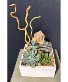 Modern Succulent Garden 
