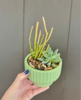 Modern Succulent Garden Plant