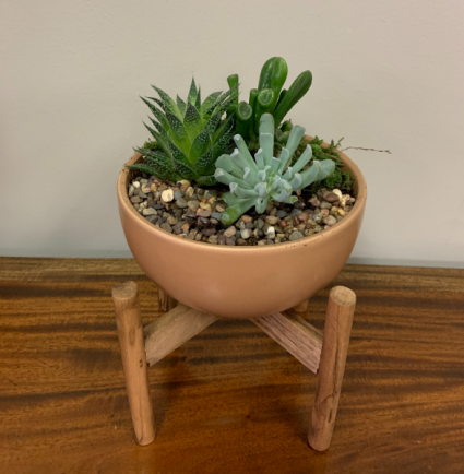 Modern Succulent Garden Potted Plant In, Potted Succulent Garden