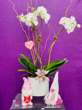 Orchid Love 