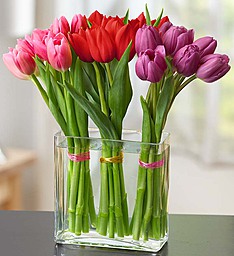 Modern Tulips  Seasonal Favorite! (Colors may vary)