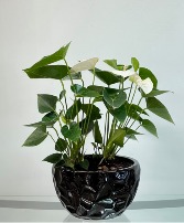 Modern White Anthurium House Plant