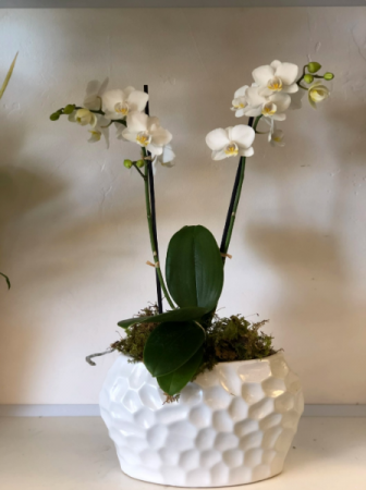 Modern White Orchid - small