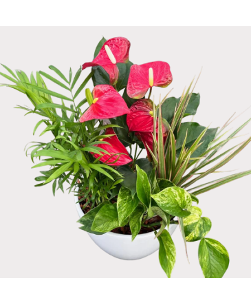 Modest Anthurium Planter House Plant in Newmarket, ON | FLOWERS 'N THINGS FLOWER & GIFT SHOP